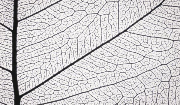 This is a compelling and philosophically rich piece of science writing. It reads like a manifesto for a more nuanced approach to biological education, moving away from the "Great Chain of Being" leftovers that still haunt modern textbooks.